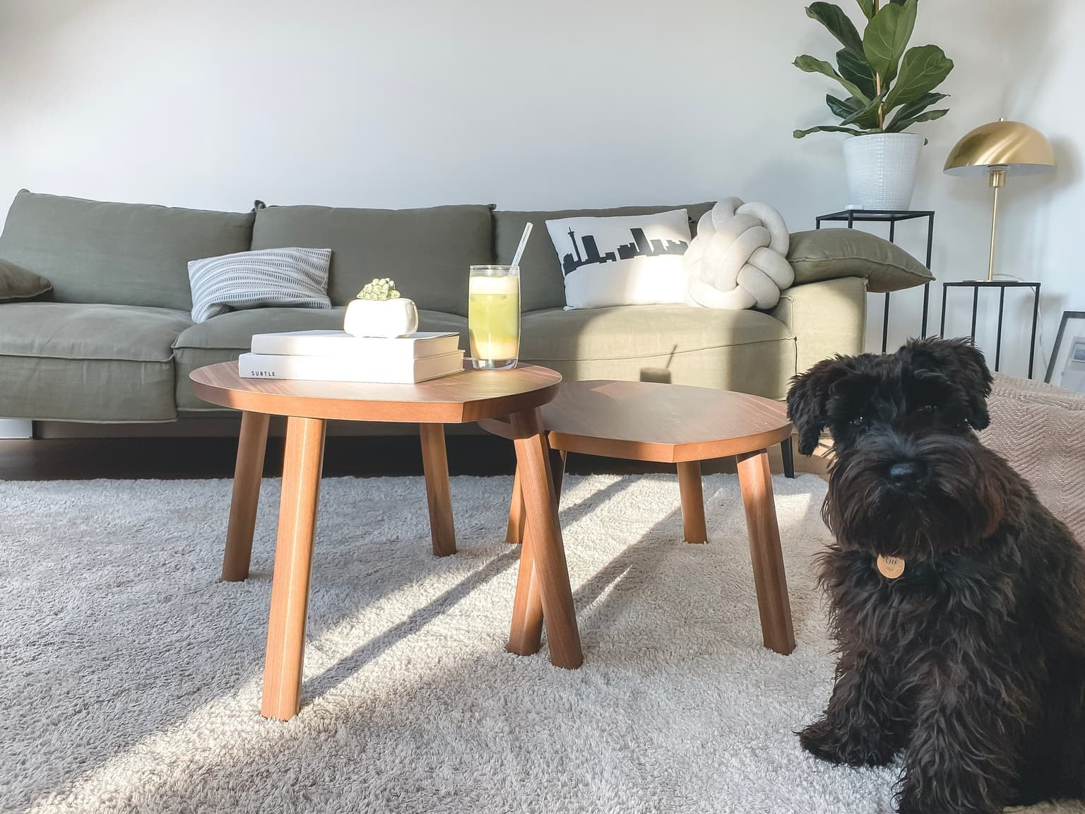 Sunlit living room with a sofa, coffee tables and freshly cleaned carpet in a Columbia, SC home