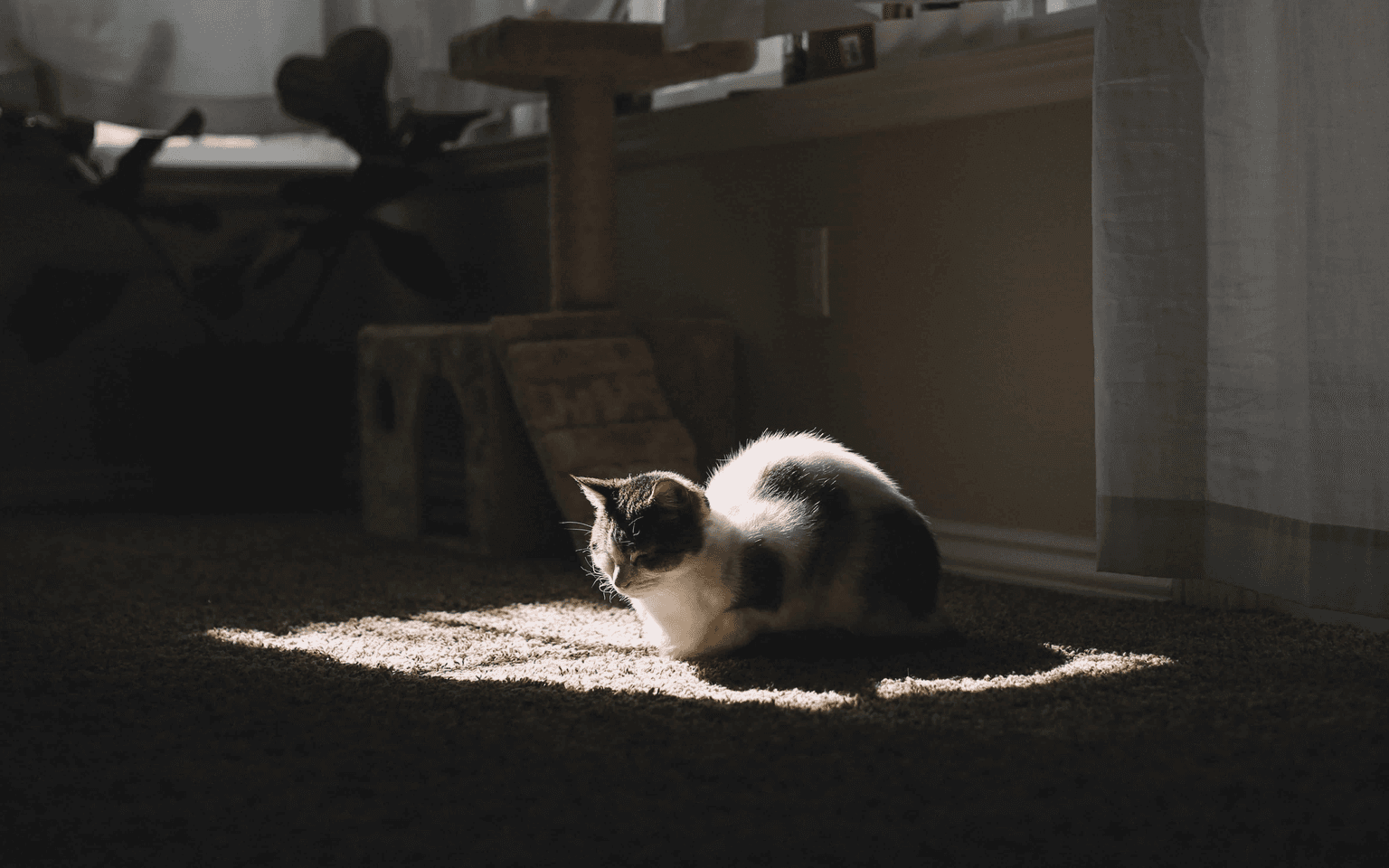 Pet Odor & Stain Removal