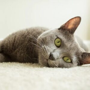 Pet stains removal on carpet