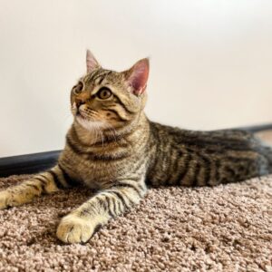 Pet stains removal on carpet