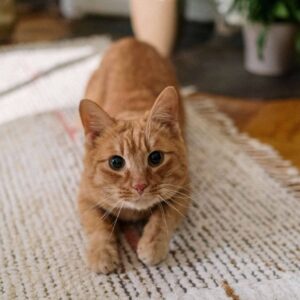 Pet stains on carpet