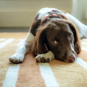 Pet stains on carpet