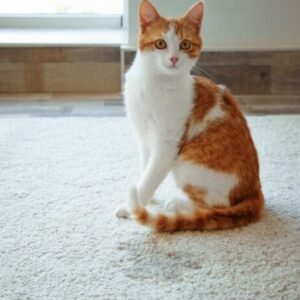 Pet stains on carpet